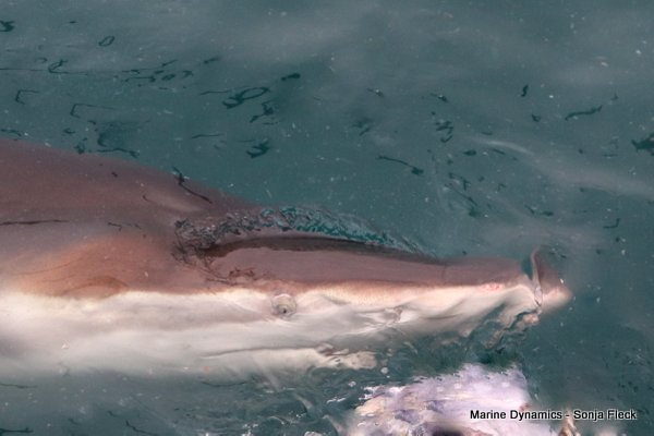 Bronze whaler Shark, Shark Cage Diving, South Africa